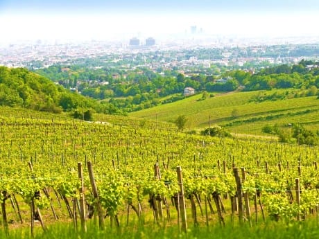 Wien, Weinberge