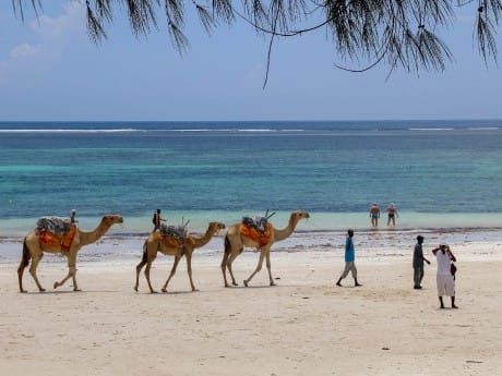 Kenia - Kamele am Diani Beach