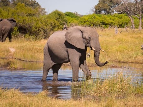 Elefant in Botswana