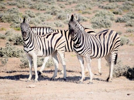 Zebras im Etosha